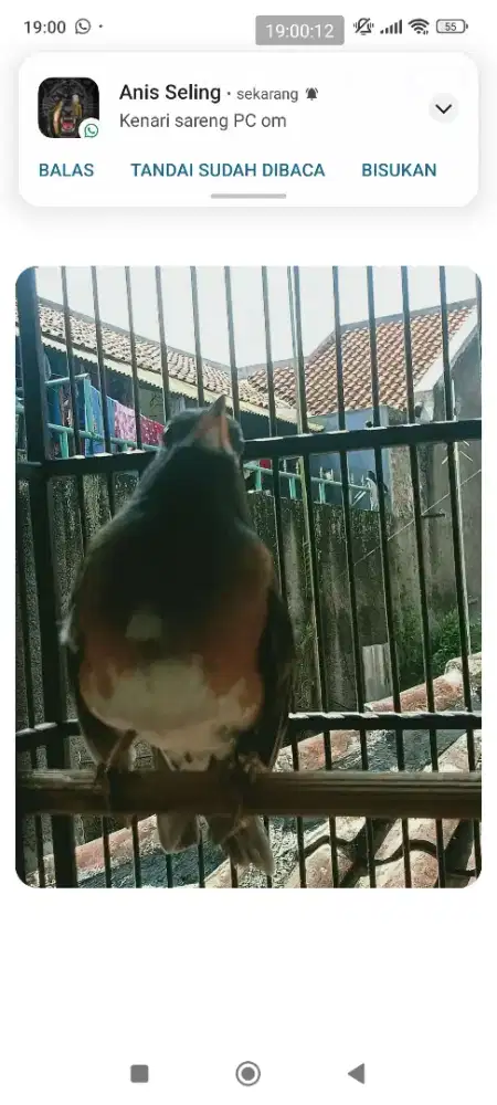 Anis kening atau Anis kuning