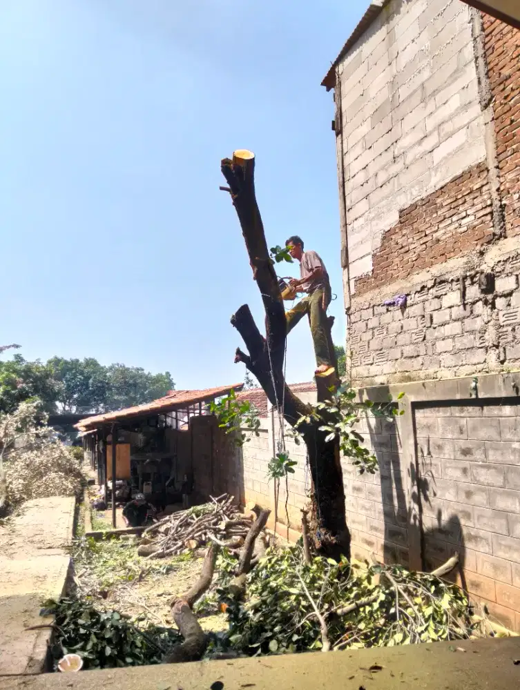 Jasa tebang pohon dan potong rumput