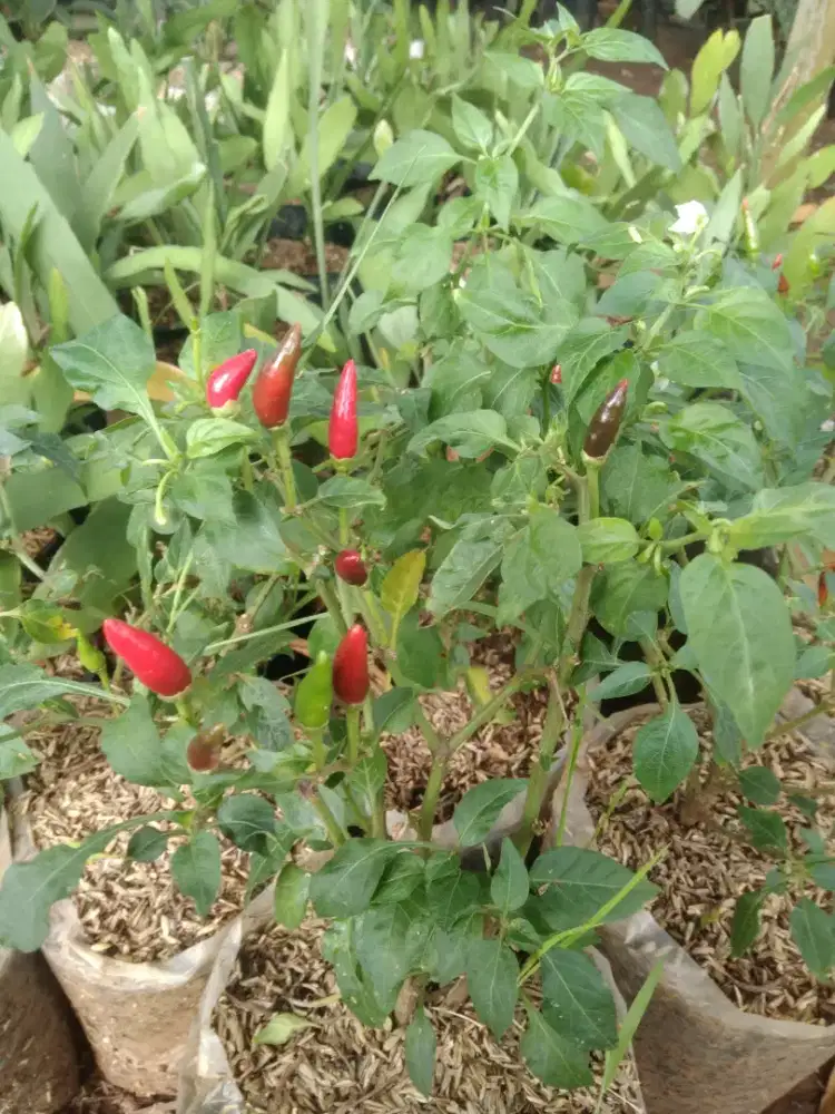 Cabai cabe tanaman