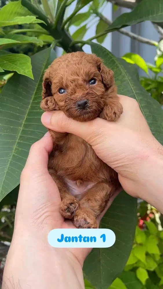 Jual Red Poodle Jantan