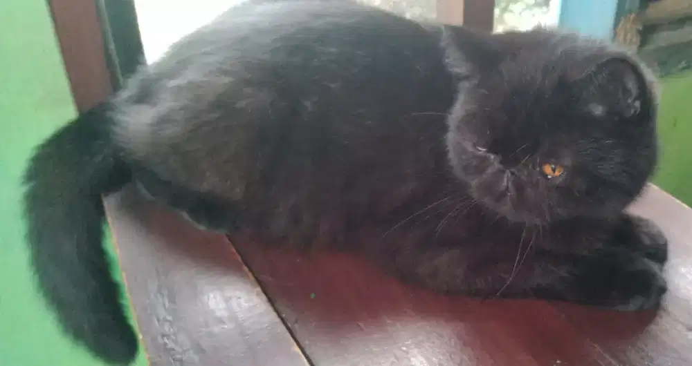 Persia peaknose exo jantan