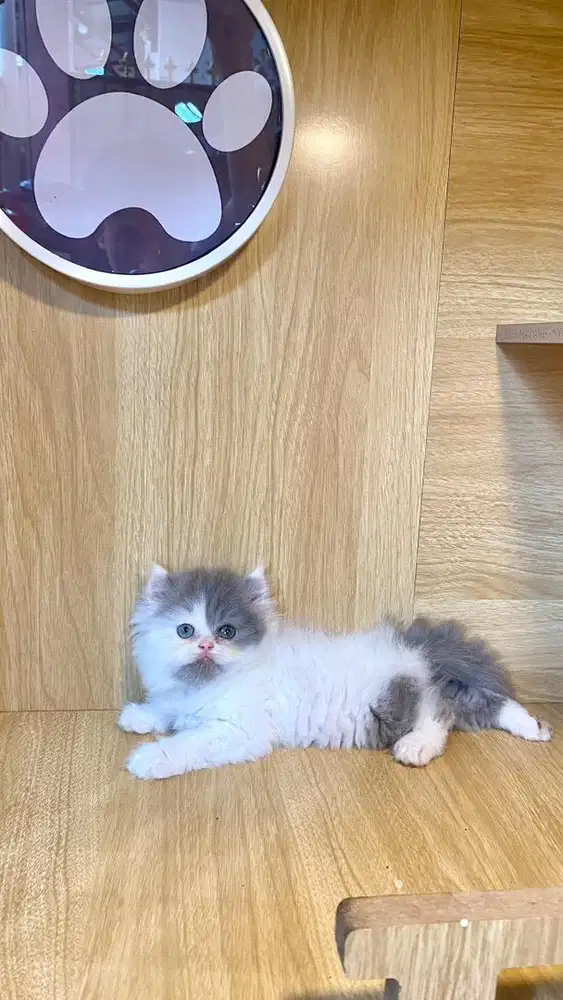 favorit putih abu sepasang