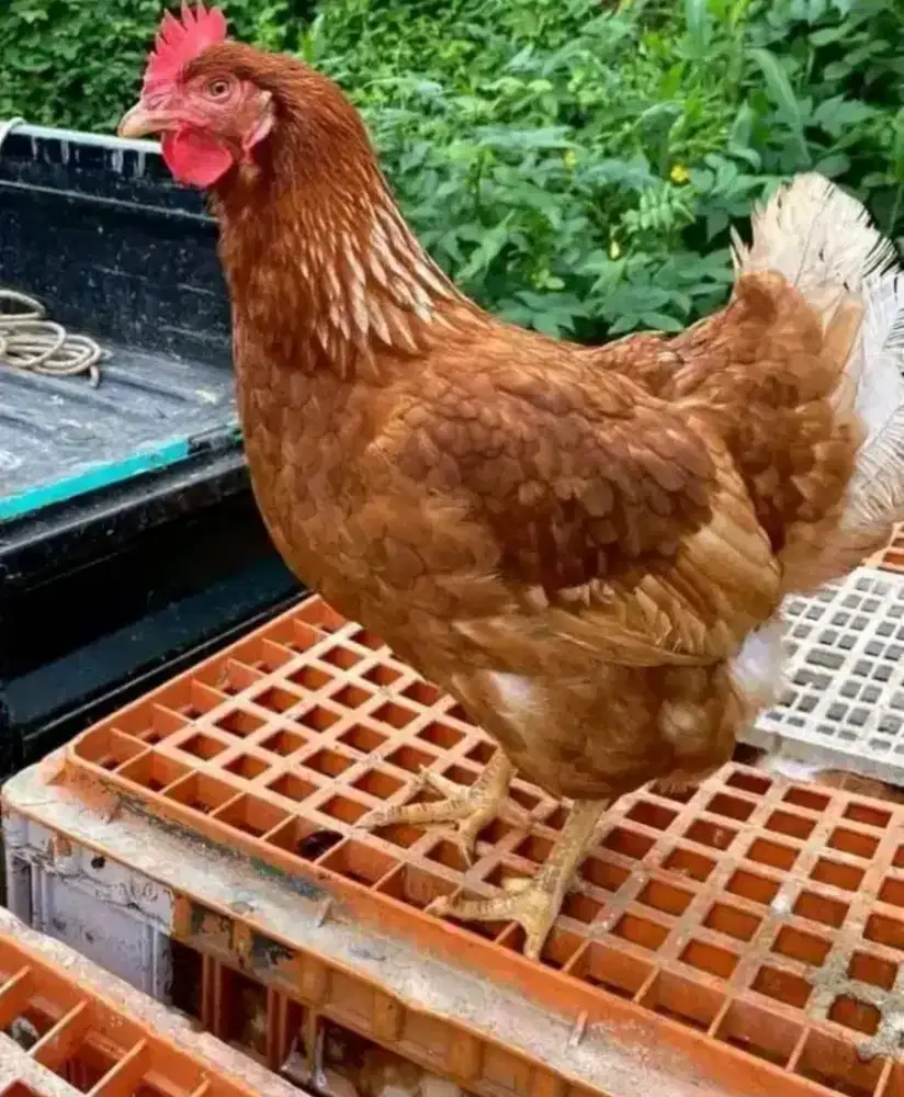 Ayam petelur produksi