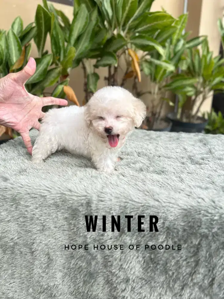 Teacup party toy poodle