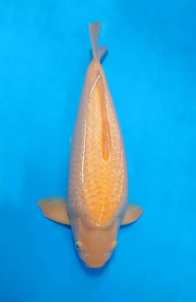 Ikan Koi Karashi Ginrin Jumbo KKF 50cm MALE Berpunuk Extreme High Qlty