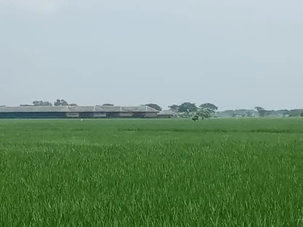 Jual BU Tanah di Bekasi, kec Pebayuran,Jawa Barat cocok untuk pabrik,peternakan,perumahan.