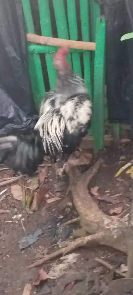 Ayam Bangkok blasteran