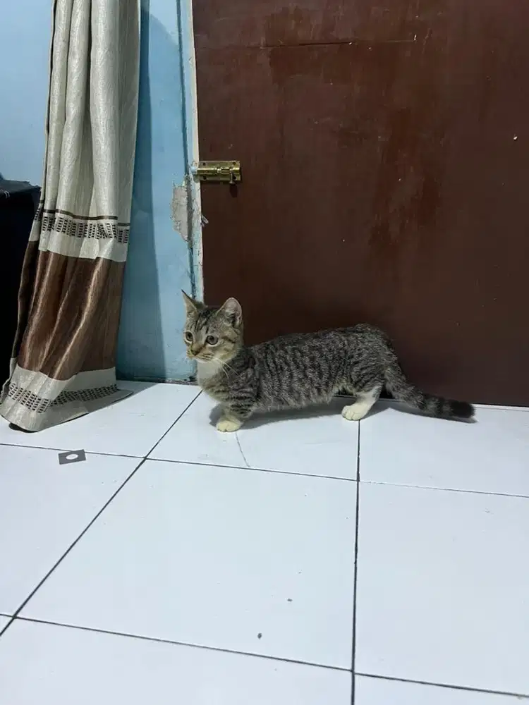 Kucing munchkin shorthair jantan/cebol/kaki pendek
