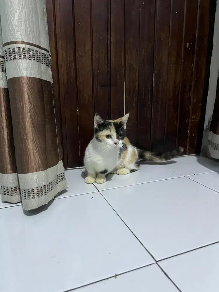 Kucing munchkin shorthair betina/cebol/kaki pendek