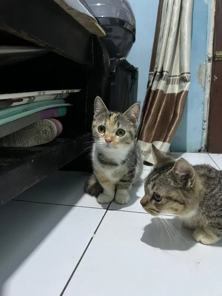 Kucing munchkin shorthair betina/cebol/kaki pendek