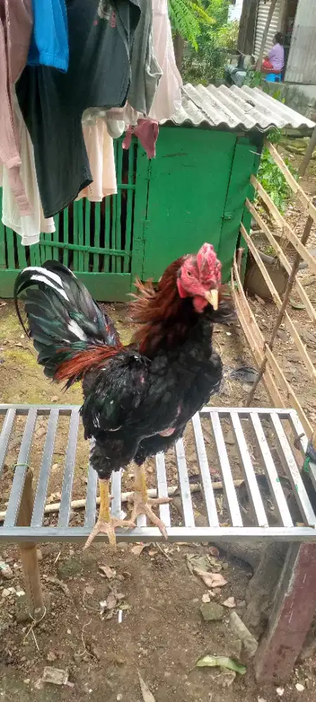 Jual ayam Bangkok klasik