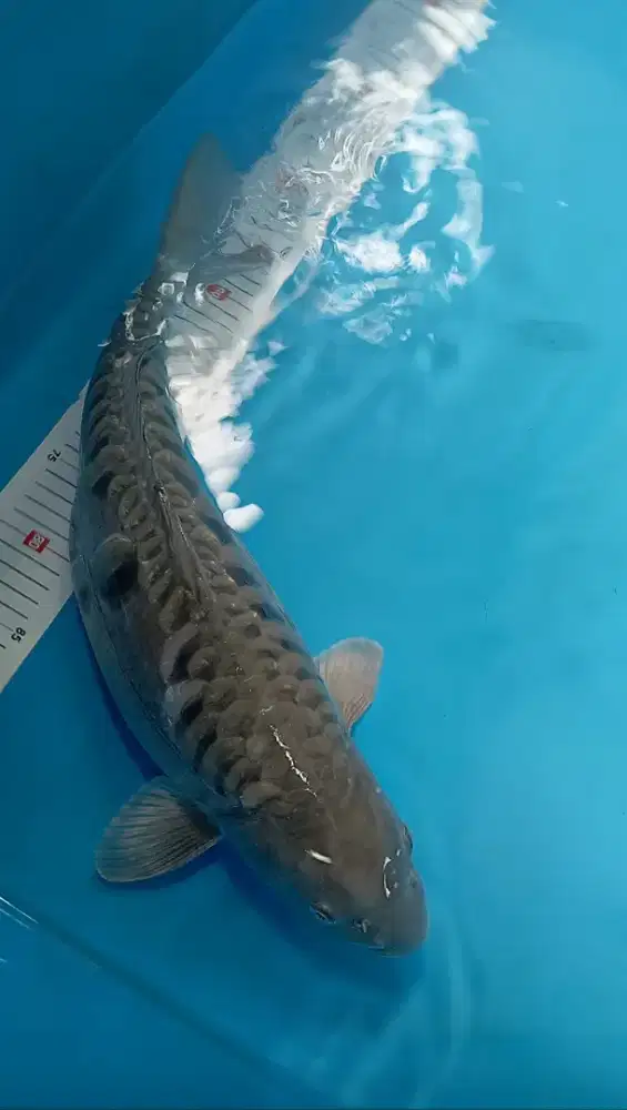 Ikan Koi Soragoi Aragoke Jumbo 51cm Bulky