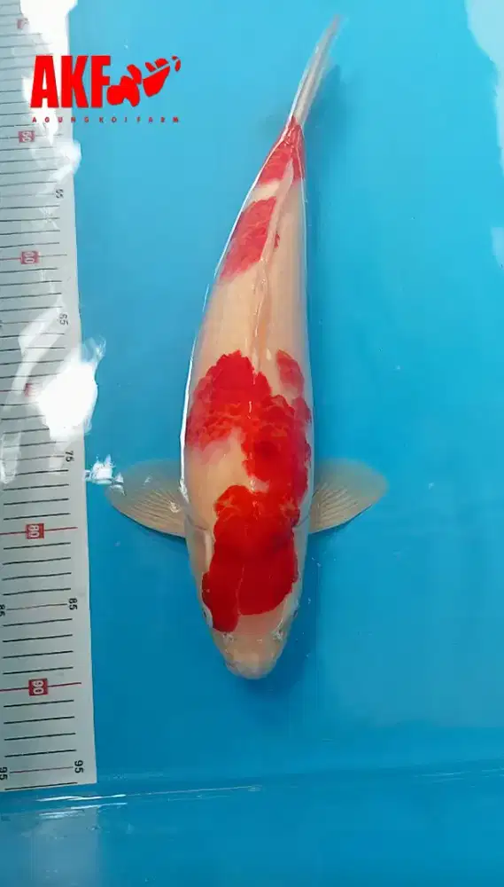 Ikan Koi Kohaku AKF 48cm MALE Berpunuk merah strong body tebal HQ