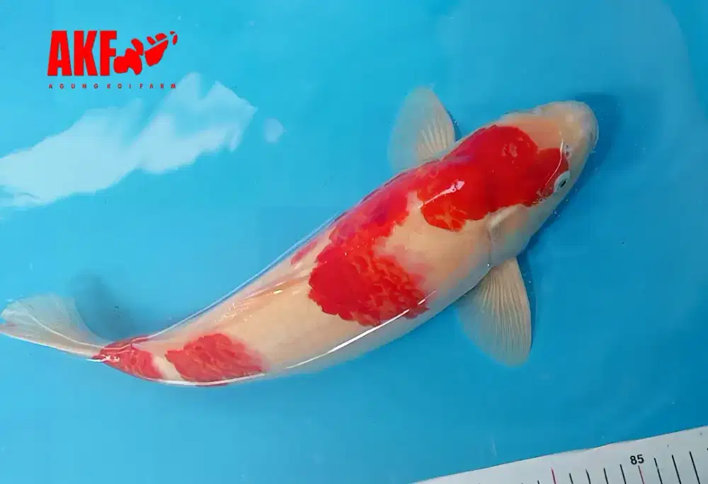 Ikan Koi Kohaku AKF 48cm MALE Berpunuk merah strong body tebal HQ