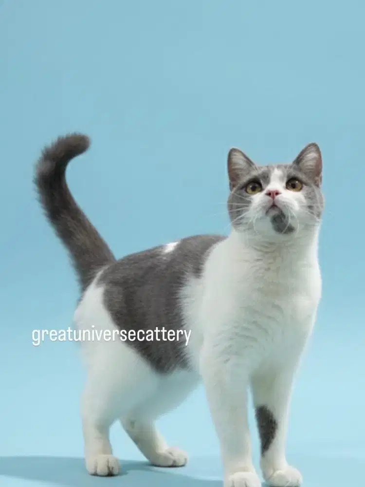 British Shorthair Bico Blue Betina Import