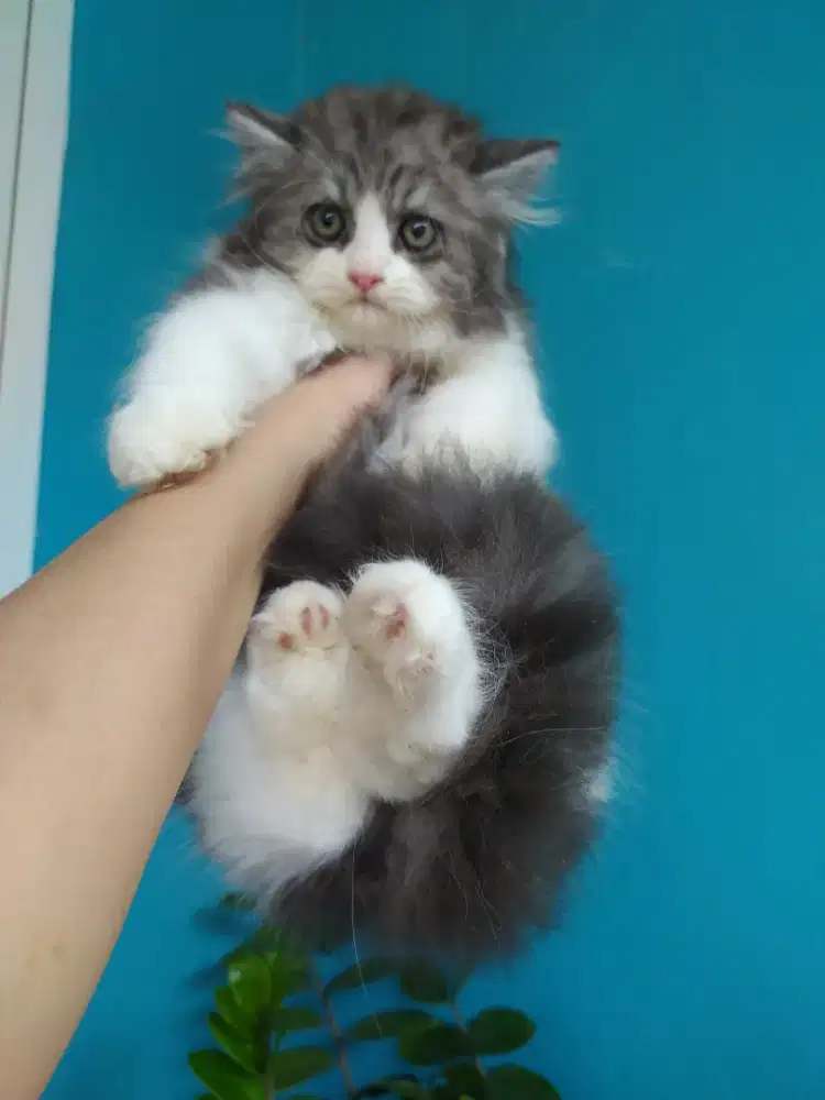 Kucing kitten persia betina