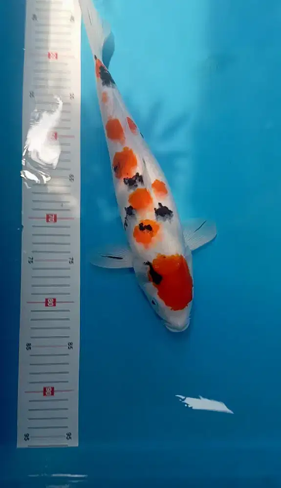 (Paket 2ekor) Ikan Koi Sanke size 38cm & 40cm (Tidak bisa satuan)