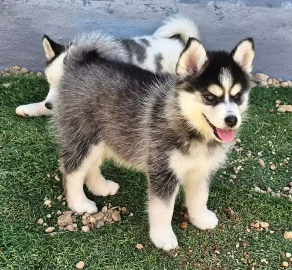 DIJUAL ANAK ANJING SIBERIAN HUSKY