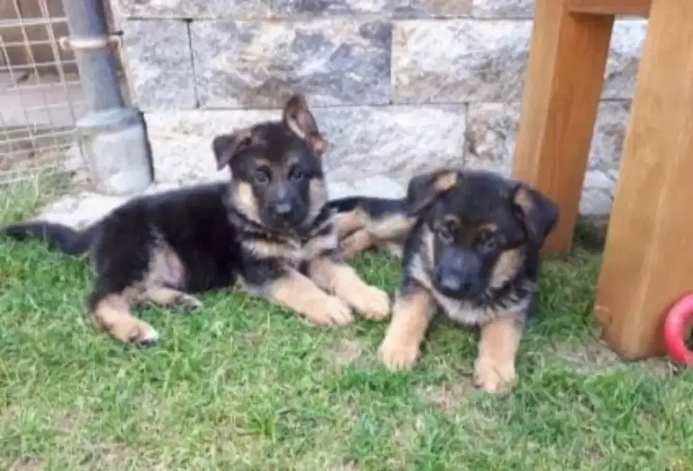 DIJUAL ANAK ANJING GERMAN SHEPHERD/HERDER