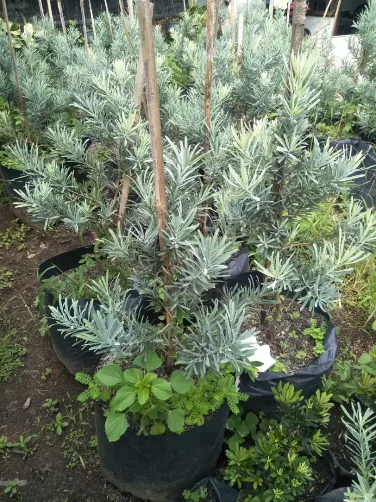 Tanaman Lohansung Silver