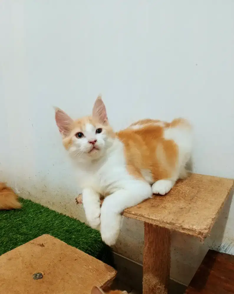 Kitten mainecoon betina pure No mix. Induk ped cfa Maine Coon