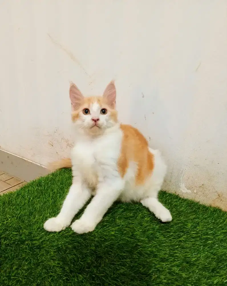 Kitten mainecoon betina pure bkn mix. Induk ped Cfa Maine Coon