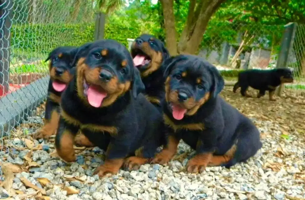 DIJUAL ANAK ANJING ROTTWEILER