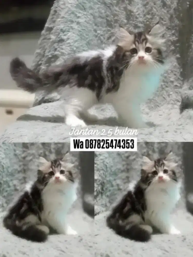 Kucing persia gimbul