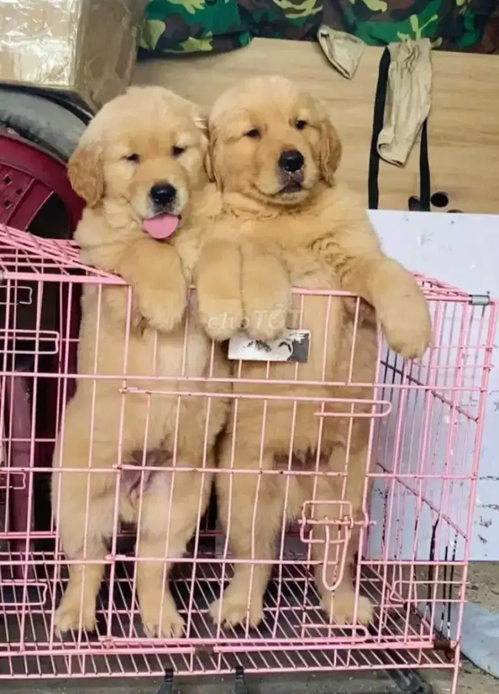 DIJUAL ANAK ANJING GOLDEN RETRIEVER