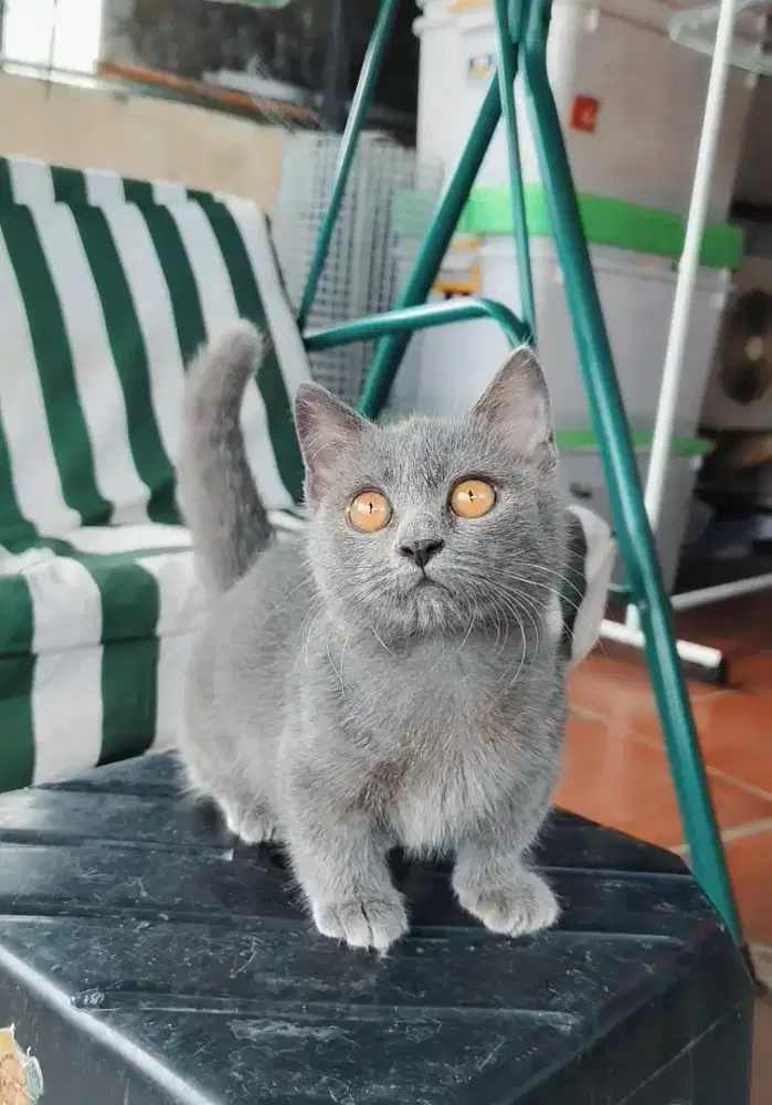 Munchkin BSH Blue Solid Jantan Kitten Cebol