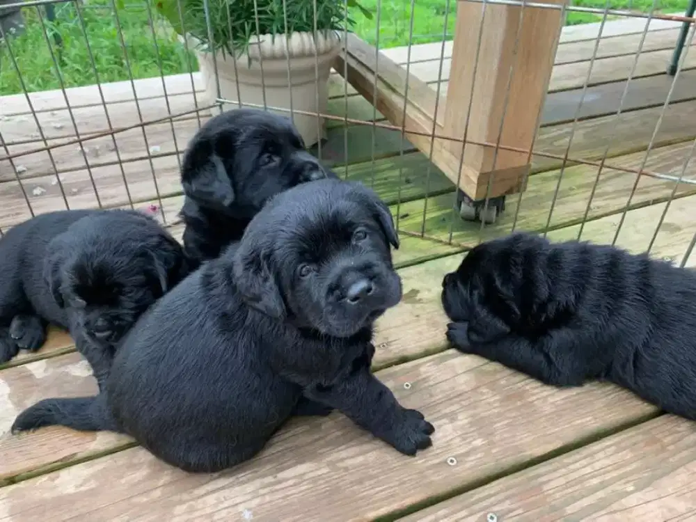 DIJUAL ANAK ANJING BLACK LABRADOR