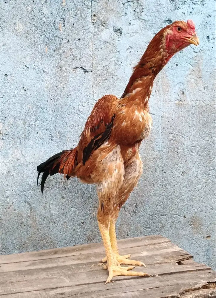 Ayam Bangkok Edisi SHAMO EROPA