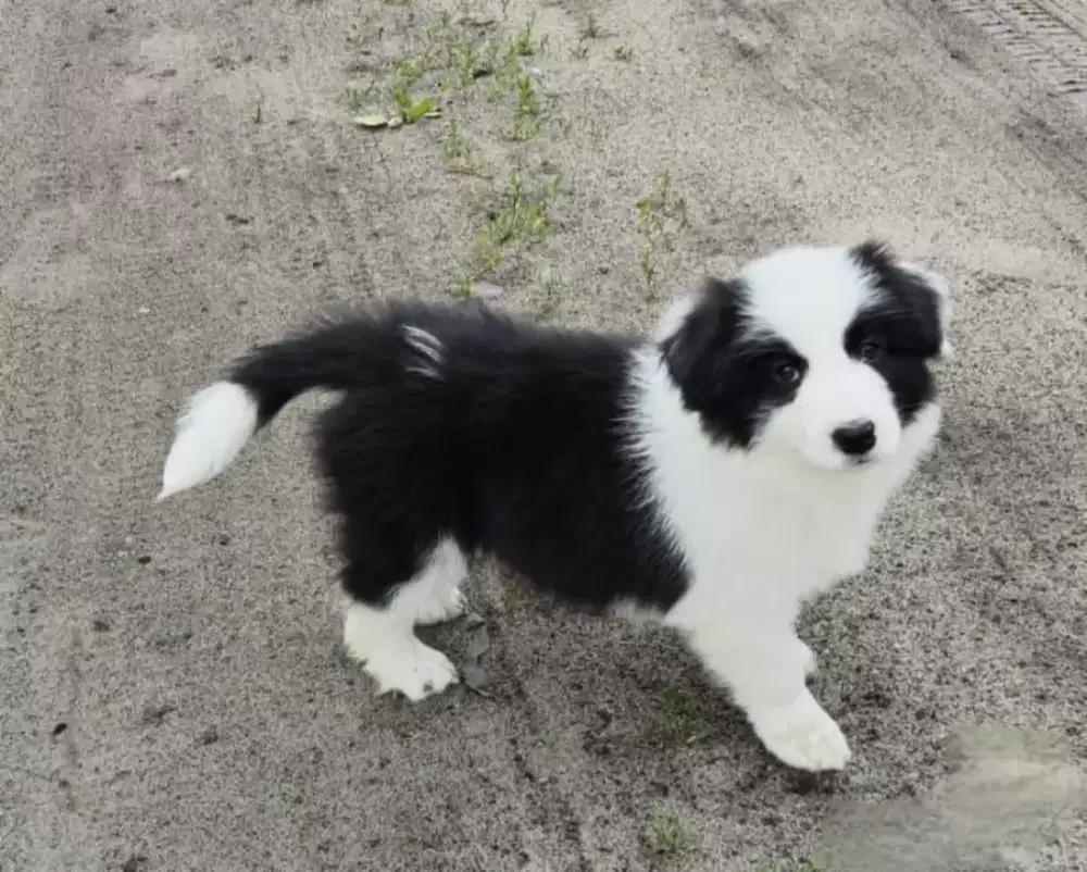 DIJUAL ANAK ANJING BORDER COLLIE