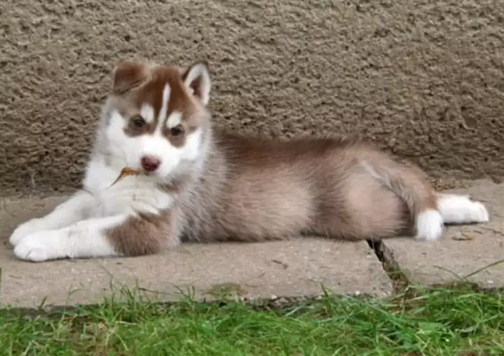 DIJUAL ANAK ANJING SIBERIAN HUSKY