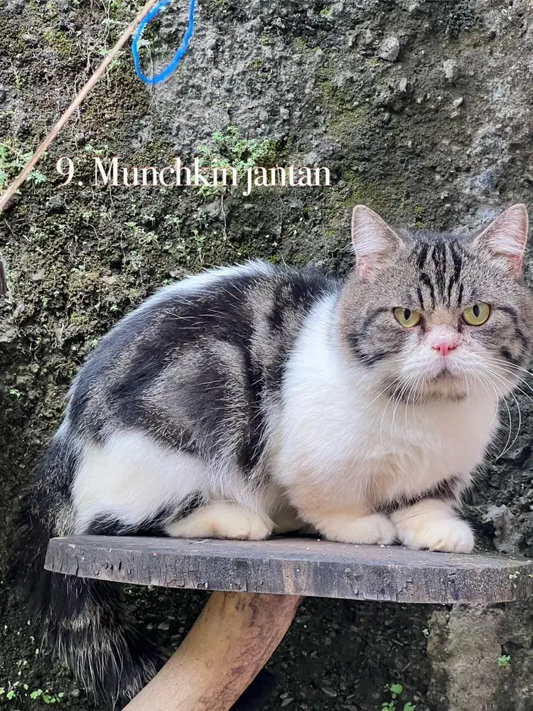 Kucing munchkin cebol kaki pendek jantan