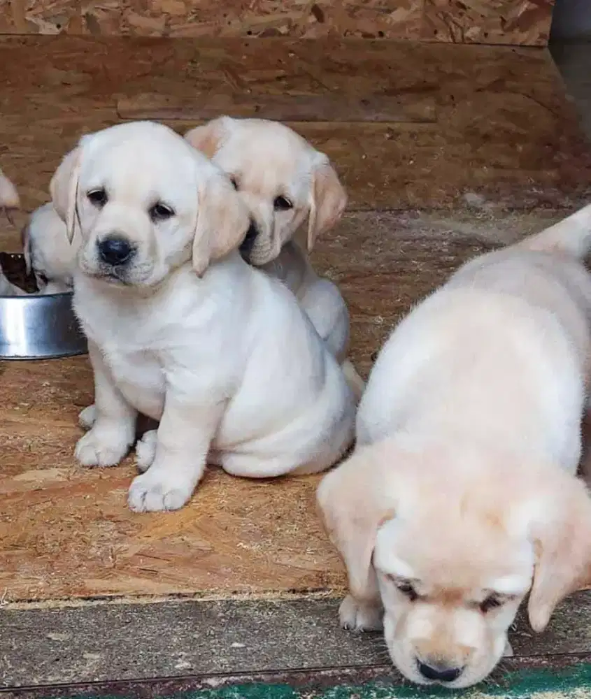 DIJUAL ANAK ANJING LABRADOR