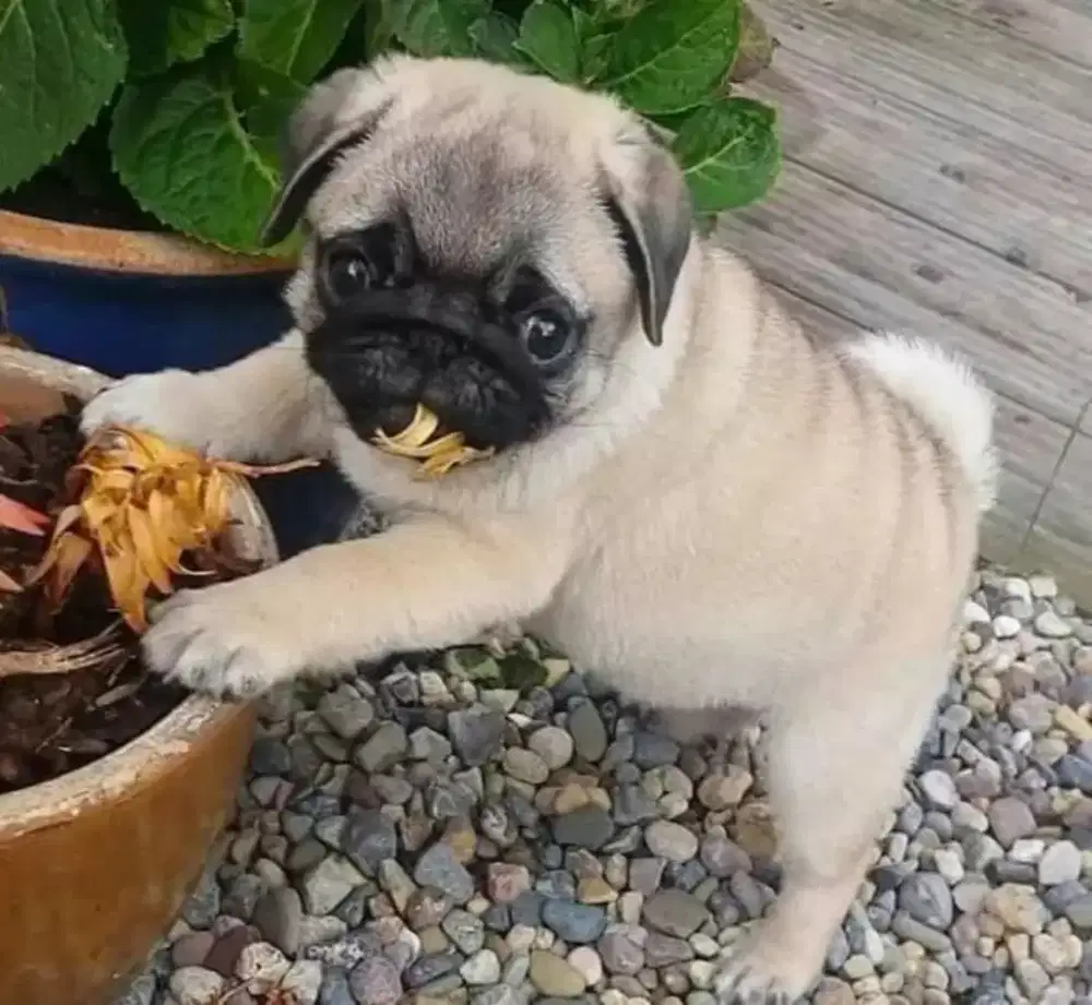 DIJUAL ANAK ANJING PUG