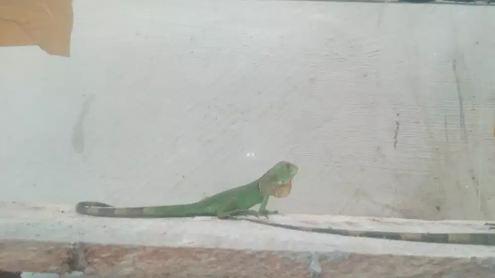 Anakan red iguana sehat