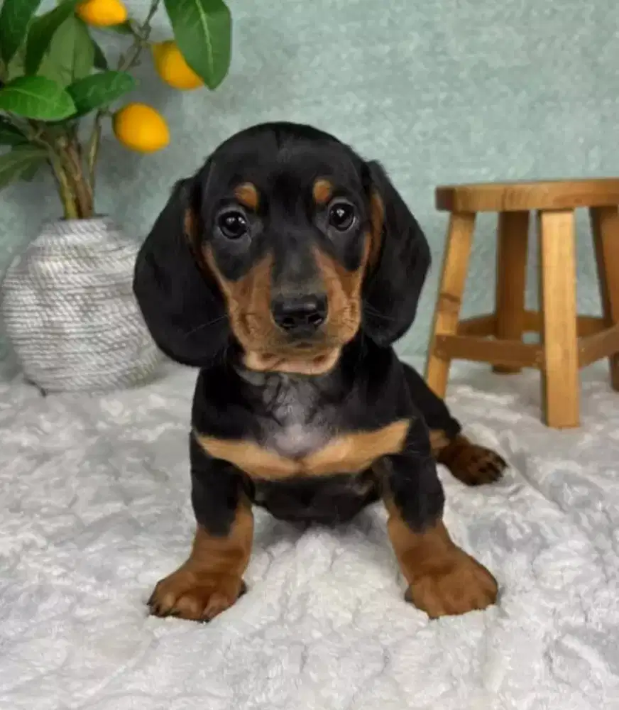 DIJUAL ANAK ANJING TEKEL/DACHSHUND