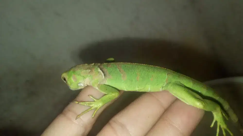 Red iguana usia 1bulan sehat mulus