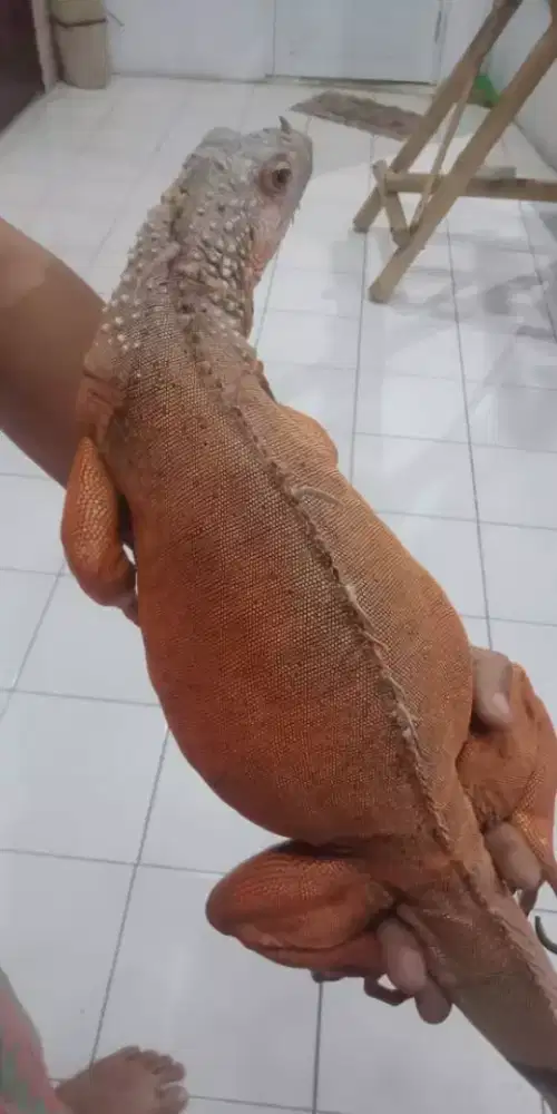 Red iguana 150cm sehat banget