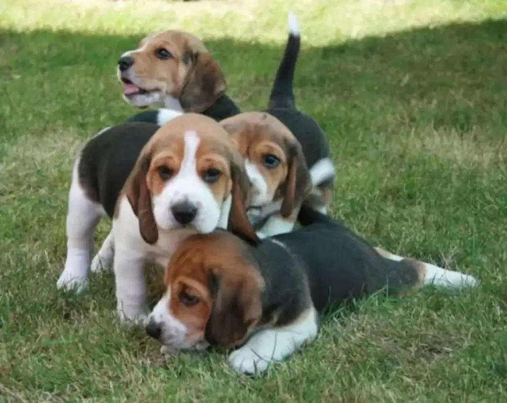 DIJUAL ANAK ANJING BEAGLE