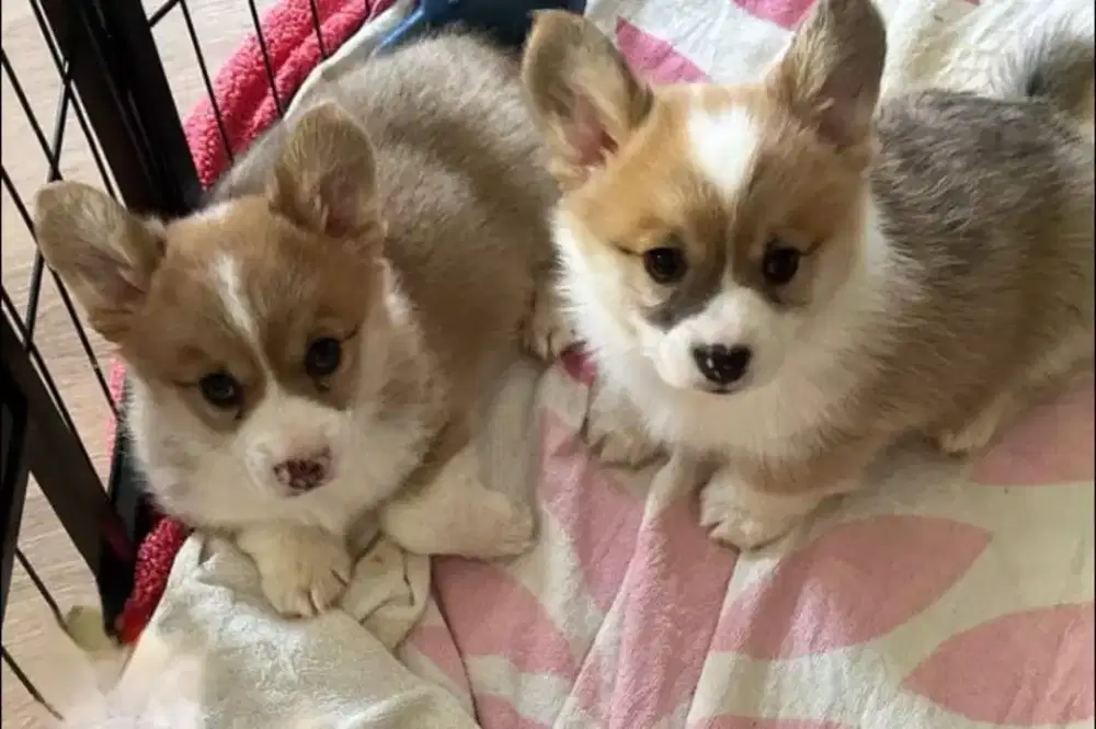 DIJUAL ANAK ANJING CORGI