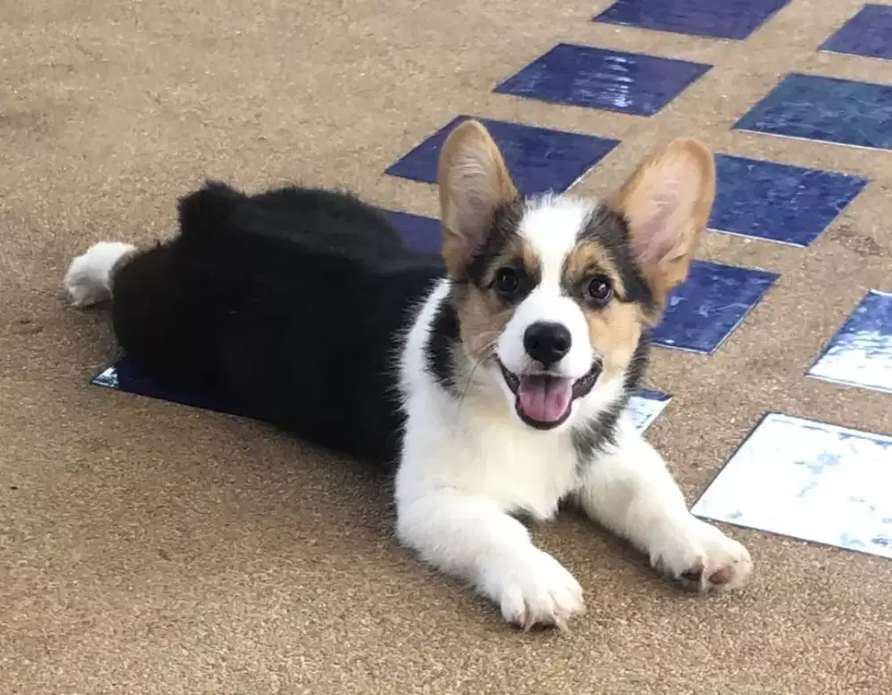 DIJUAL ANAK ANJING CORGI