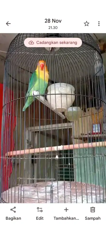 Lovebird PB prospek aktif