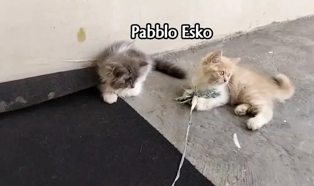 Kitten persia Norweg sepasang