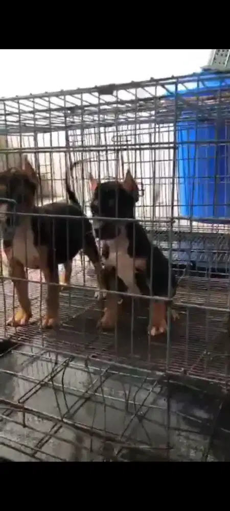 Americqn Pitbull Betina