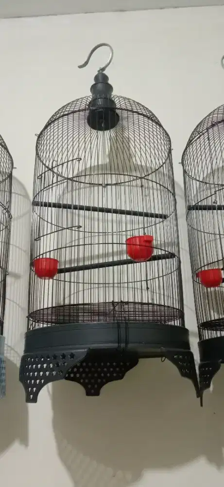 KANDANG LB BARU MODEL BADMAN