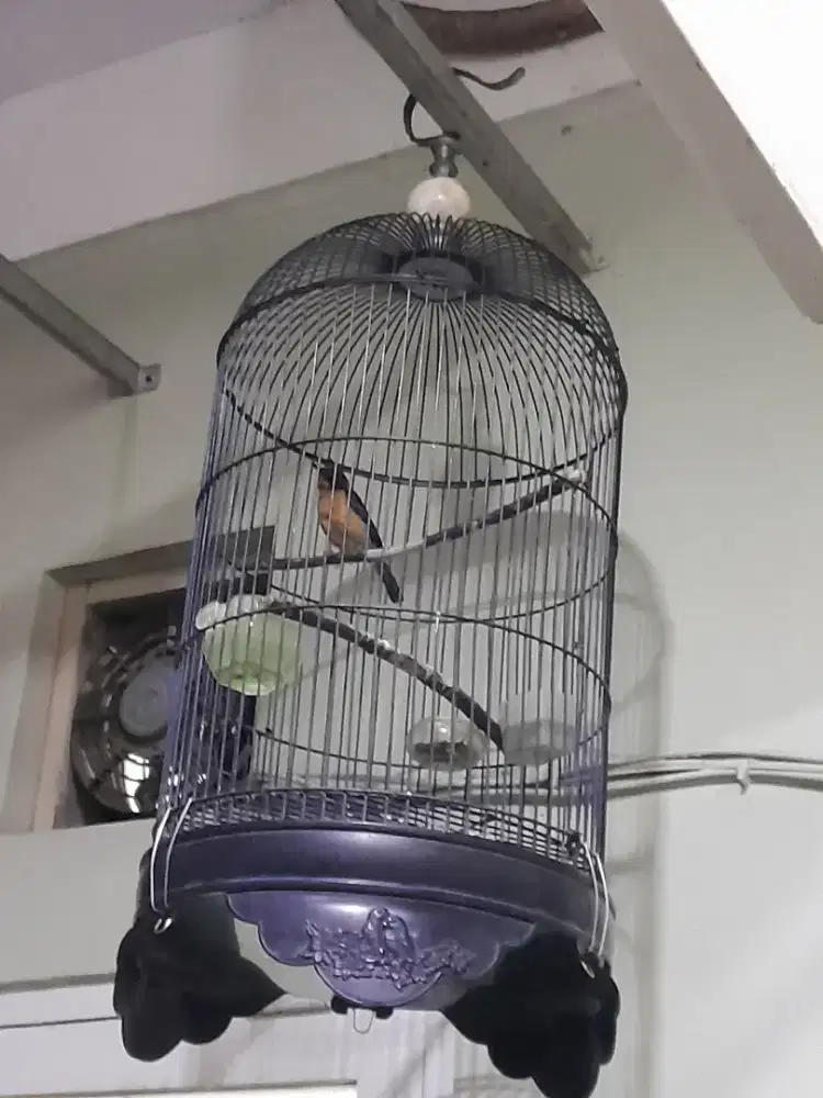 Dijual burung tledekan rajin bunyi