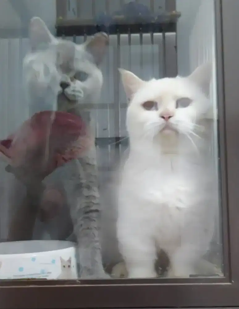 Munchkin BSH White Solid Female Proven Line Ped